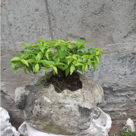 Mai chiếu thủy mini HÒN NON BỘ