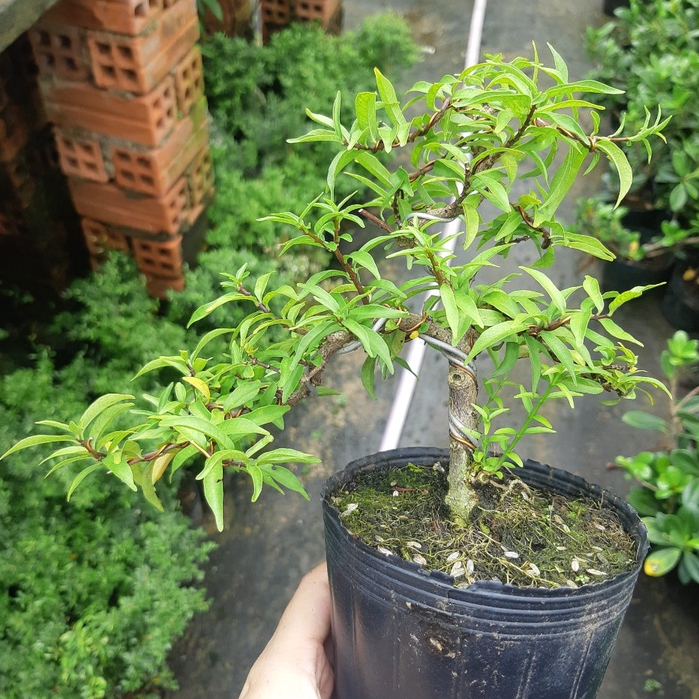 Mai chiếu thủy mini HÒN NON BỘ