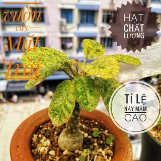Hạt cây Mặt Trời lem đẹp (dorstenia foetida variegated)