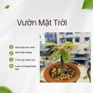 Hạt cây Mặt Trời lem đẹp (dorstenia foetida variegated)