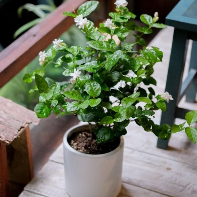 Hoa Nhài SIÊU BÔNG SIÊU THƠM để bàn