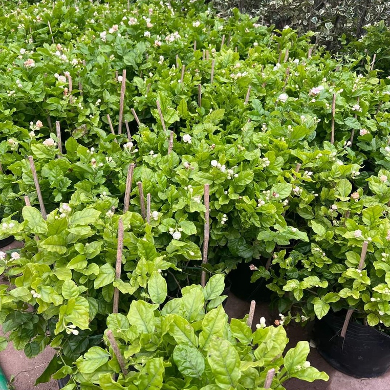 Hoa Nhài SIÊU BÔNG SIÊU THƠM để bàn