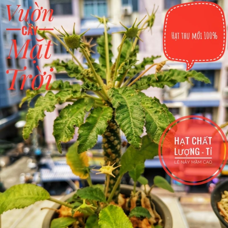 Hạt cây Mặt Trời giống mới lem (Dorstenia SP 31 variegated)