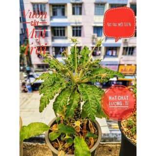 Hạt cây Mặt Trời giống mới lem (Dorstenia SP 31 variegated)
