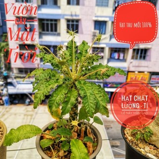 Hạt cây Mặt Trời giống mới lem (Dorstenia SP 31 variegated)