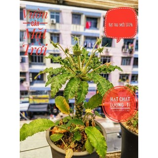 Hạt cây Mặt Trời giống mới lem (Dorstenia SP 31 variegated)