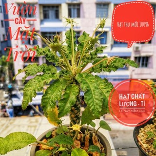 Hạt cây Mặt Trời giống mới lem (Dorstenia SP 31 variegated)