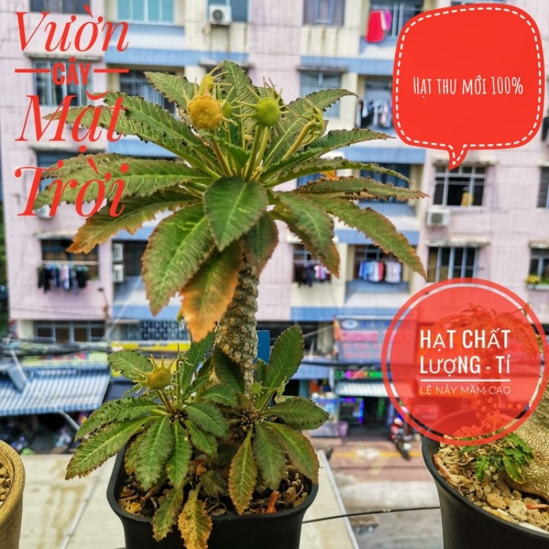 VCMT -Hạt cây Mặt Trời giống mới lem (Dorstenia sp lavranos variegated)