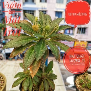 VCMT -Hạt cây Mặt Trời giống mới lem (Dorstenia sp lavranos variegated)