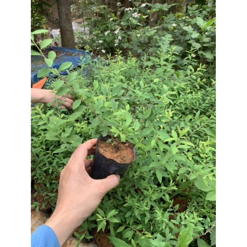 Cây hoa tuyết mai - cây trồng tuyết mai