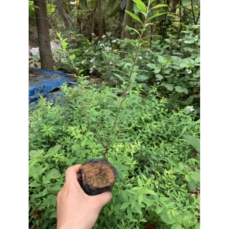 Cây hoa tuyết mai - cây trồng tuyết mai