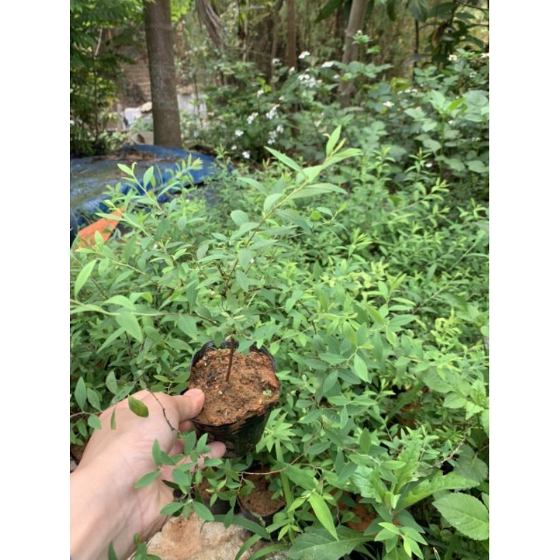 Cây hoa tuyết mai - cây trồng tuyết mai