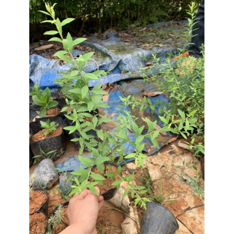 Cây hoa tuyết mai - cây trồng tuyết mai