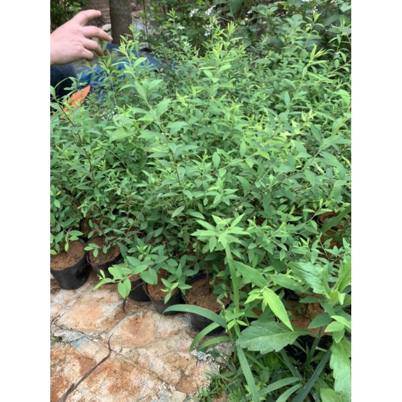 Cây hoa tuyết mai - cây trồng tuyết mai