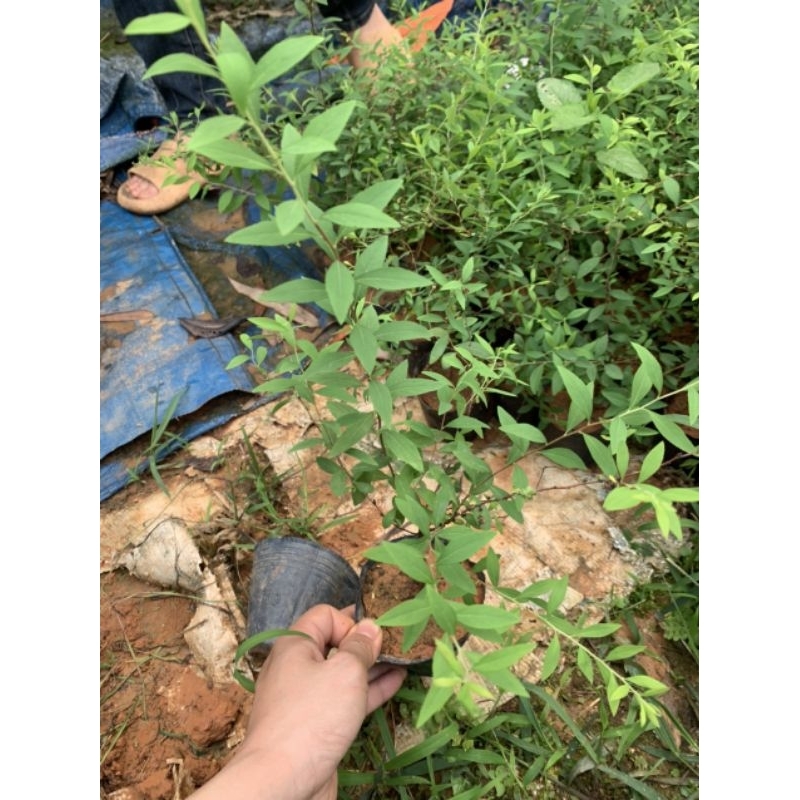 Cây hoa tuyết mai - cây trồng tuyết mai