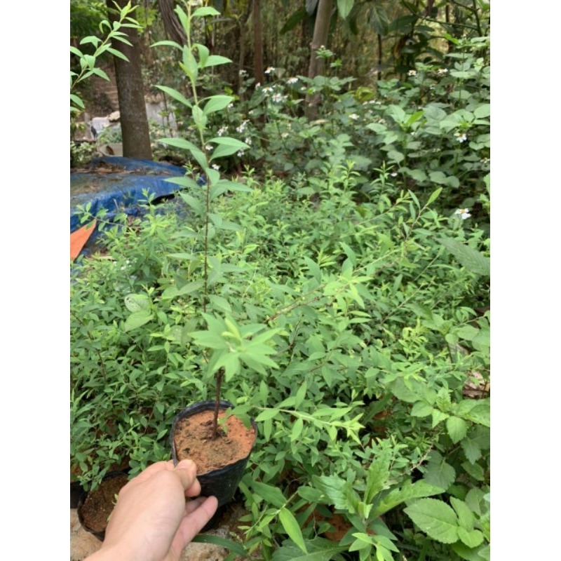 Cây hoa tuyết mai - cây trồng tuyết mai