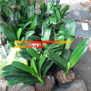 Lan quân tử MIX CHẬU để bàn