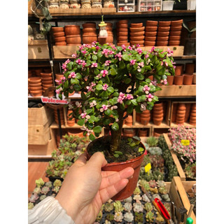 Ship tỉnh Cây sen đá Đô la xanh hồng thụ dáng tree