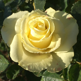 Hoa hồng Limbo Rose - hồng bụi, màu vàng chanh