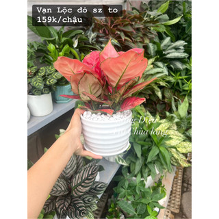 Vạn Lộc Đỏ