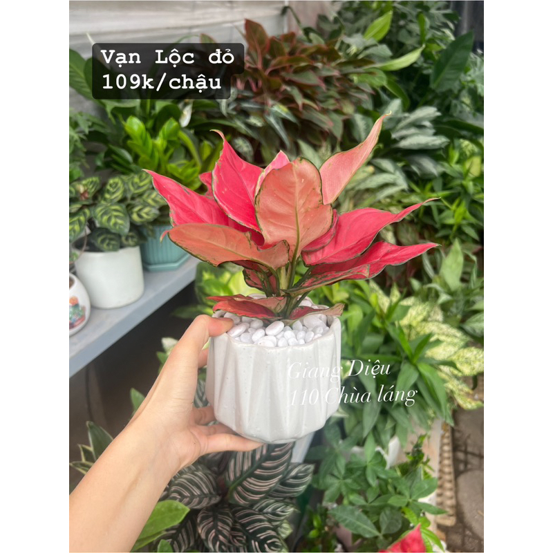 Vạn Lộc Đỏ