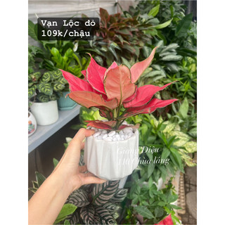 Vạn lộc đỏ