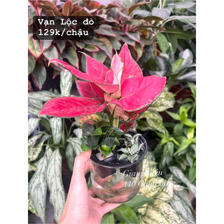 Vạn Lộc Đỏ