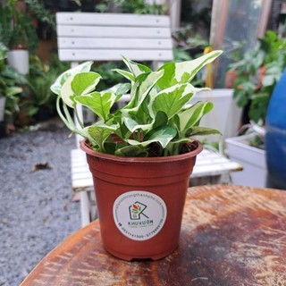 Cây trầu bà ngọc thủy - Chậu mini