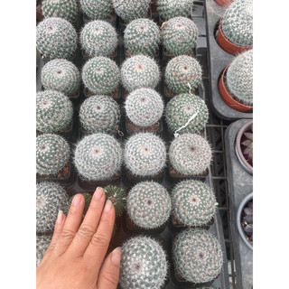 Xương rồng Bánh Sinh Nhật size 5-7cm- sen đá
