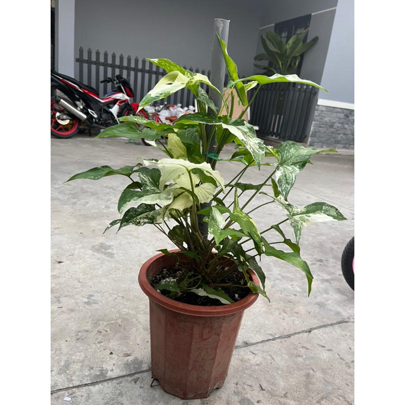Trầu Bà Én Var dạng cột, lá tróc bạc đột biến