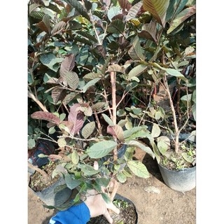 Chậu cây Ổi tím malaysia ( Cao 50-70cm )