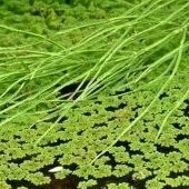 Combo bèo : tấm, hoa dâu, tai tượng