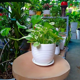 Trầu bà sữa MIX CHẬU để bàn