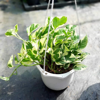 Trầu bà sữa MIX CHẬU để bàn