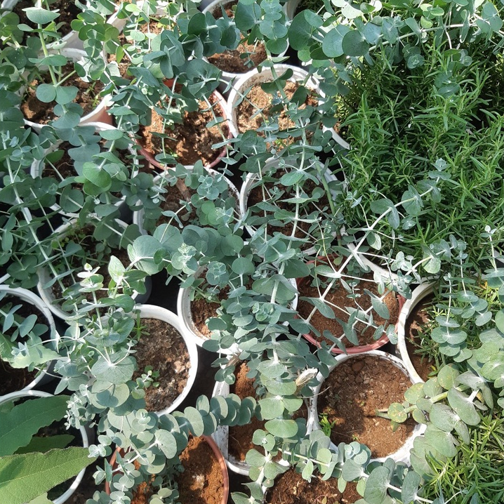 Cây khuynh diệp  cao trên 30cm - chỉ giao MIỀN NAM