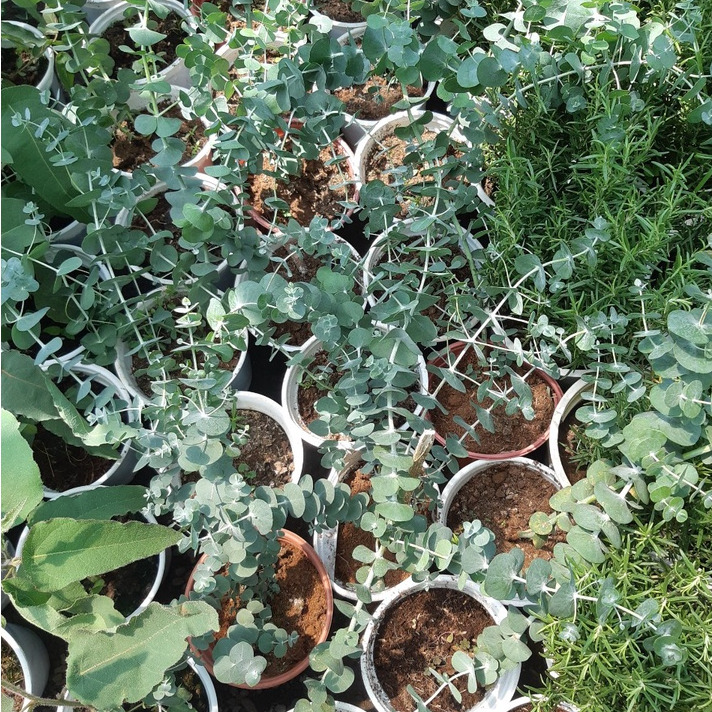 Cây khuynh diệp  cao trên 30cm - chỉ giao MIỀN NAM