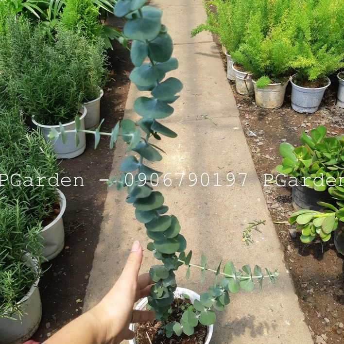 Cây khuynh diệp  cao trên 30cm - chỉ giao MIỀN NAM