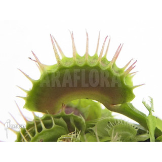 cây bẫy kẹp devil eye, dionaea devil eye