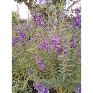 cây hoa violet cổ thơm