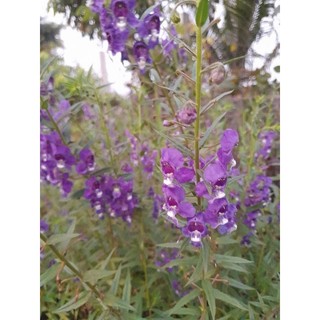 cây hoa violet cổ thơm