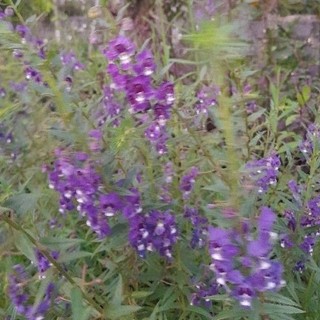 Cây hoa violet cổ thơm