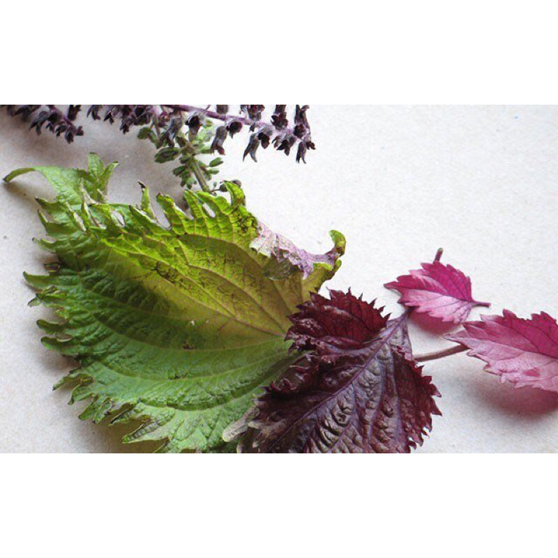 Giống tía tô ăn lá