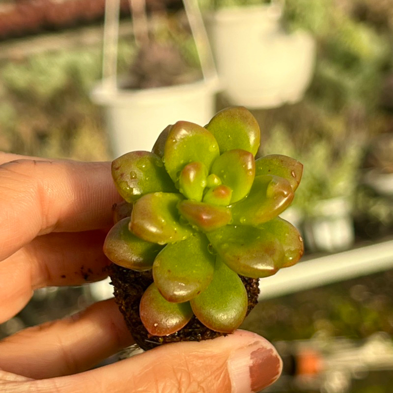 cây sen đá Chilli Chese size mini 2-2,5cm, cây cảnh trang trí nhà cửa THUANPHAT GARDEN