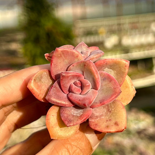 Cây sen đá hồng hoang size mini 2-2,5cm, cây cảnh trang trí nhà cửa thuanphat garden