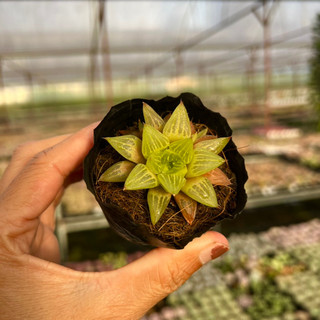 Cây sen đá haworthia guốc sao size bầu 4-4,5cm, cây cảnh trang trí nhà cửa thuanphat garden