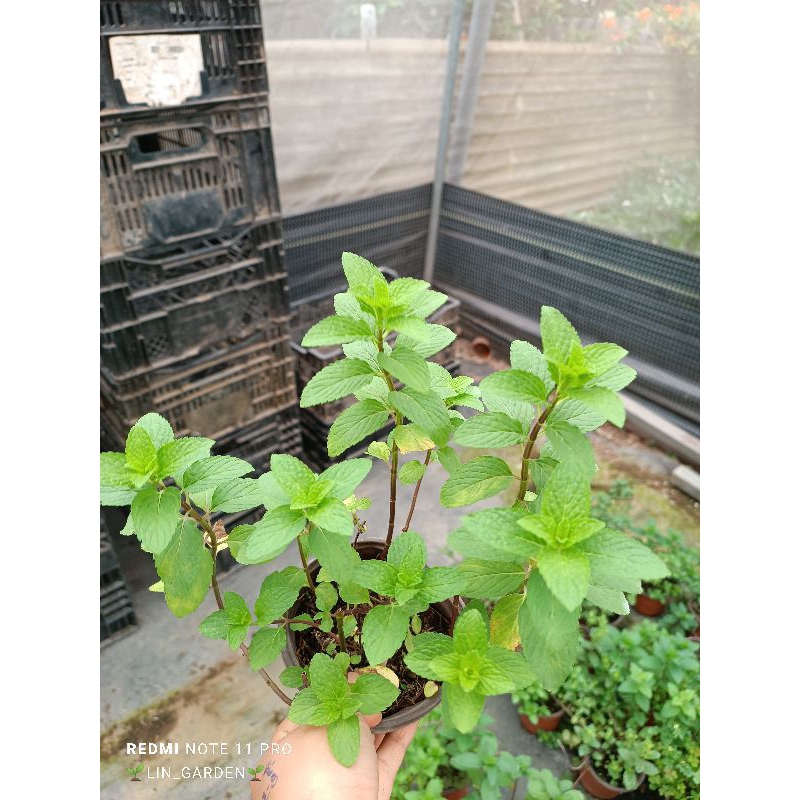 Cây Bạc hà âu, bạc hà pháp.