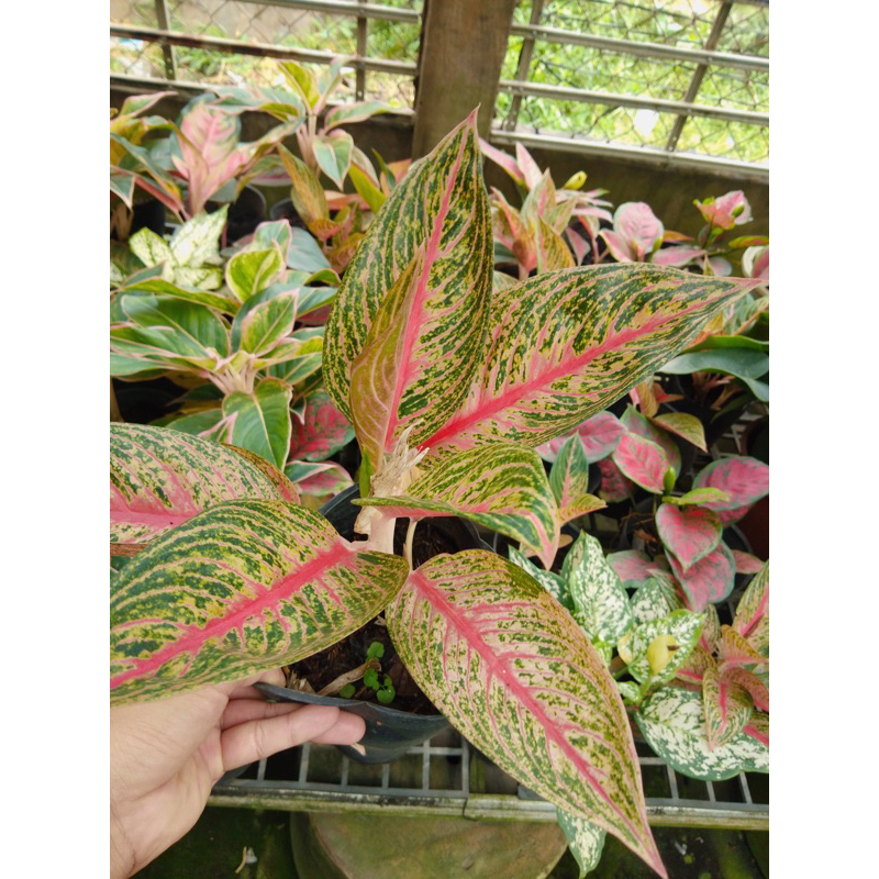 Cây thịnh vượng