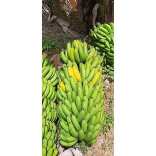 1,2 nhánh Chuối La Ba dẻo, ngọt Đà Lạt ( 5kg)