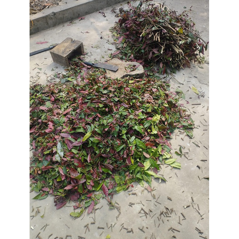 Lá đơn đỏ phơi khô sạch