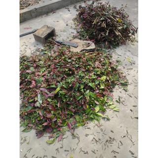 Lá đơn đỏ phơi khô sạch